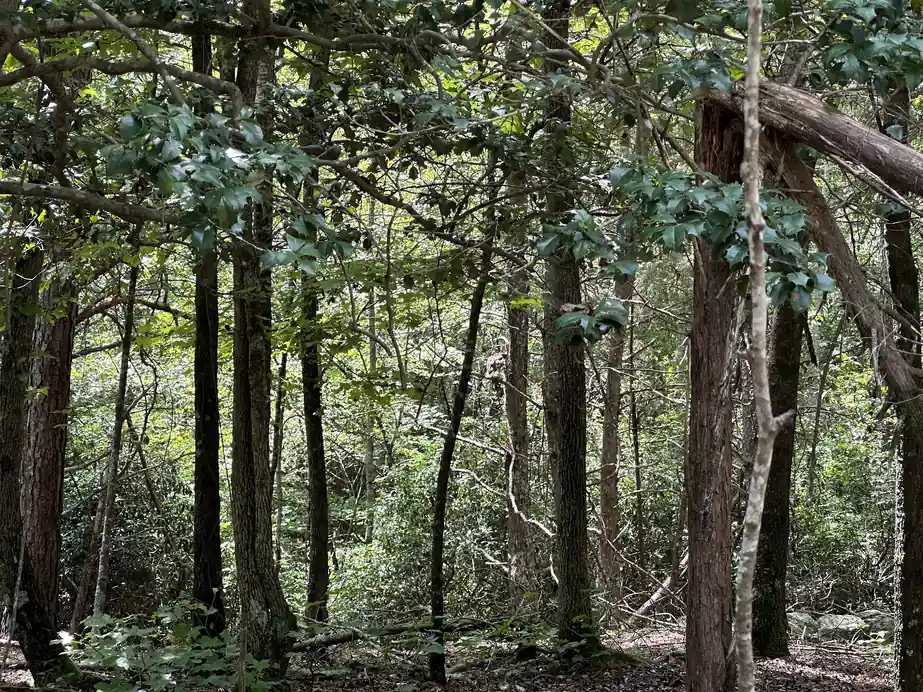 Hardwood forest along the hiking and mountain bike trails